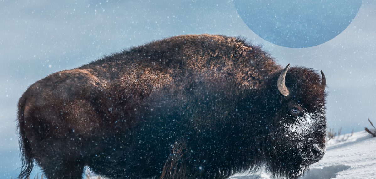 Das Albumcover "Jenseits von Stille" von Odeville zeigt einen Büffel, der im Schnee steht.