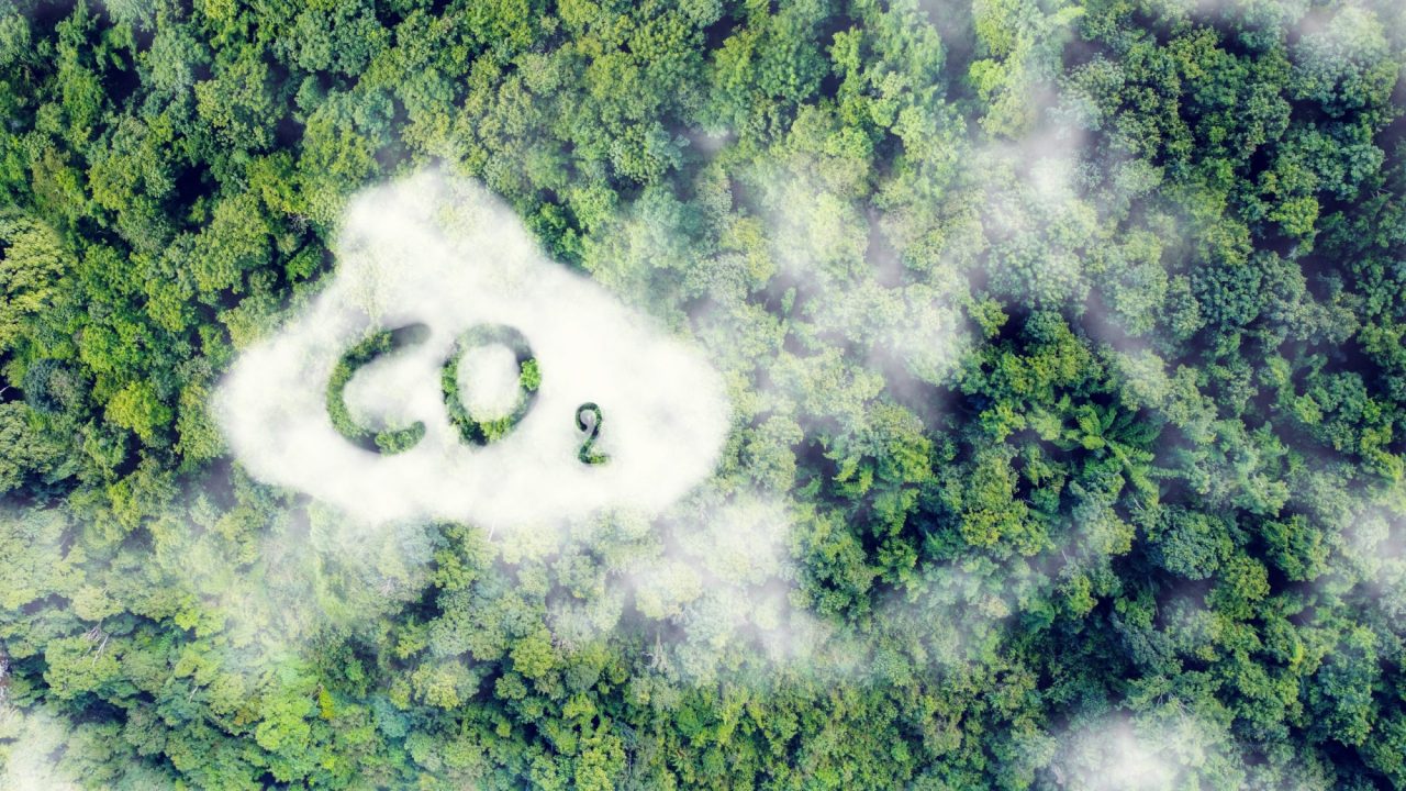 Das Foto zeigt einen Wald von oben. Über den Bäumen befindet sich eine Wolke, in der CO2 steht.